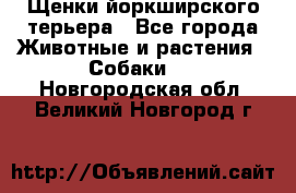 Щенки йоркширского терьера - Все города Животные и растения » Собаки   . Новгородская обл.,Великий Новгород г.